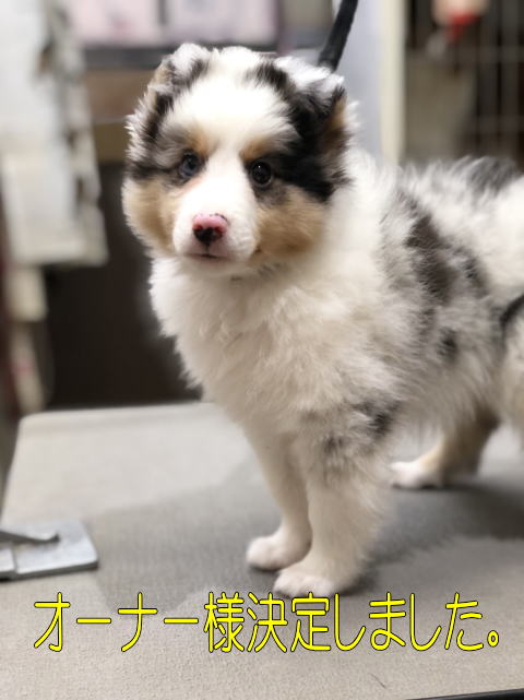 シェルティ　子犬　ブルーマール　男の子　R3.6.15生まれ　正面画像