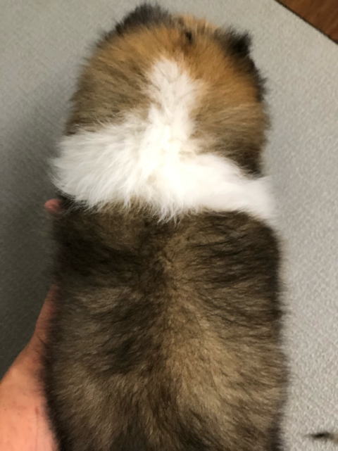 シェルティ　子犬　セーブル＆ホワイト　次女　R3.10.1生まれ　背面画像