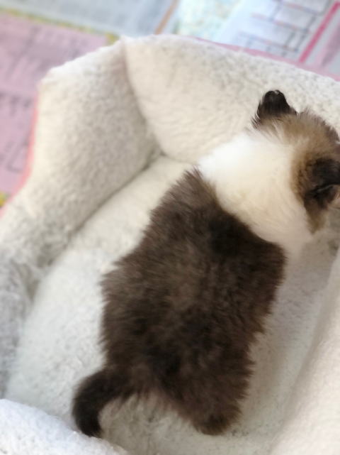 シェルティ　子犬　セーブル＆ホワイト　次女　R3.11.6生まれ　背面画像