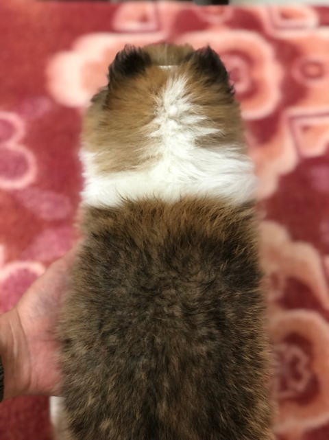 シェルティ　子犬　セーブル＆ホワイト　女の子(三女)　R4.3.8生まれ　背面画像