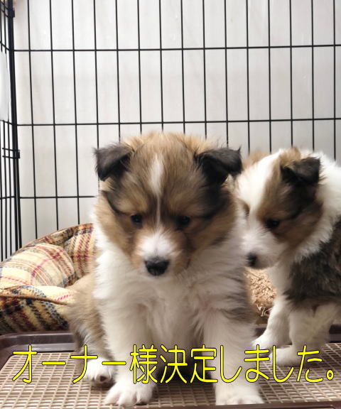 シェルティ　子犬　セーブル＆ホワイト　女の子(三女)　R4.4.10生まれ　正面画像