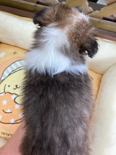 シェルティ　子犬　セーブル＆ホワイト　女の子(次女)　R5.1.28生まれ　背面画像
