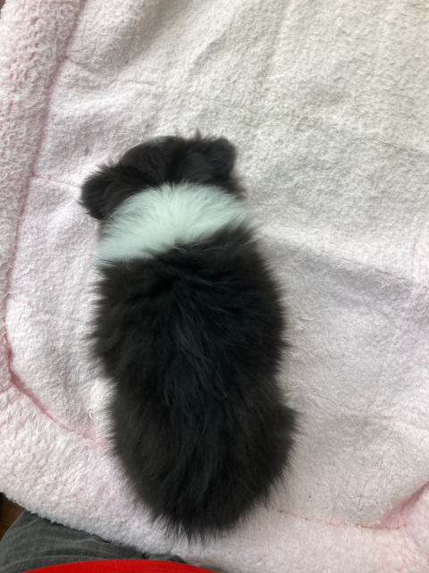 シェルティ　子犬　トライ　女の子　R5.2.18生まれ　背面画像