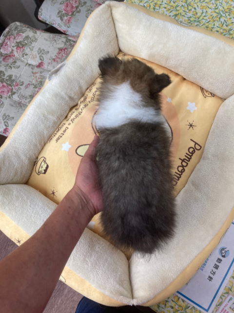シェルティ　子犬　セーブル＆ホワイト　長男　R5.4.148生まれ　背面画像