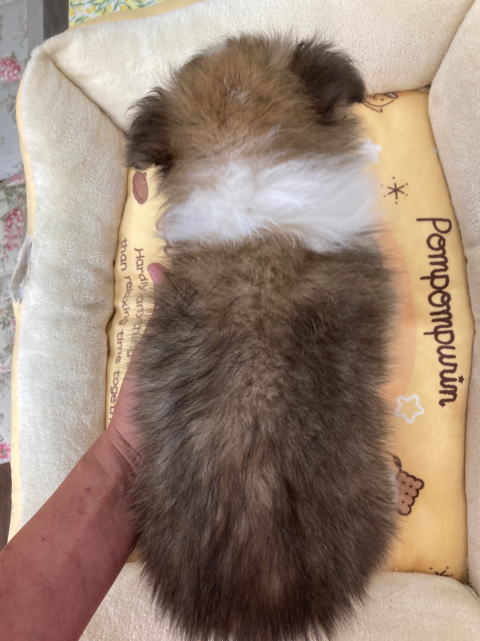 シェルティ　子犬　セーブル＆ホワイト　次男　R5.4.148生まれ　背面画像