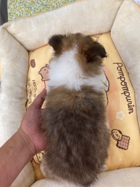 シェルティ　子犬　セーブル＆ホワイト　長女　R5.4.148生まれ　背面画像