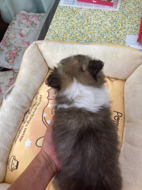 シェルティ　子犬　セーブル＆ホワイト　三女　R5.4.148生まれ　背面画像