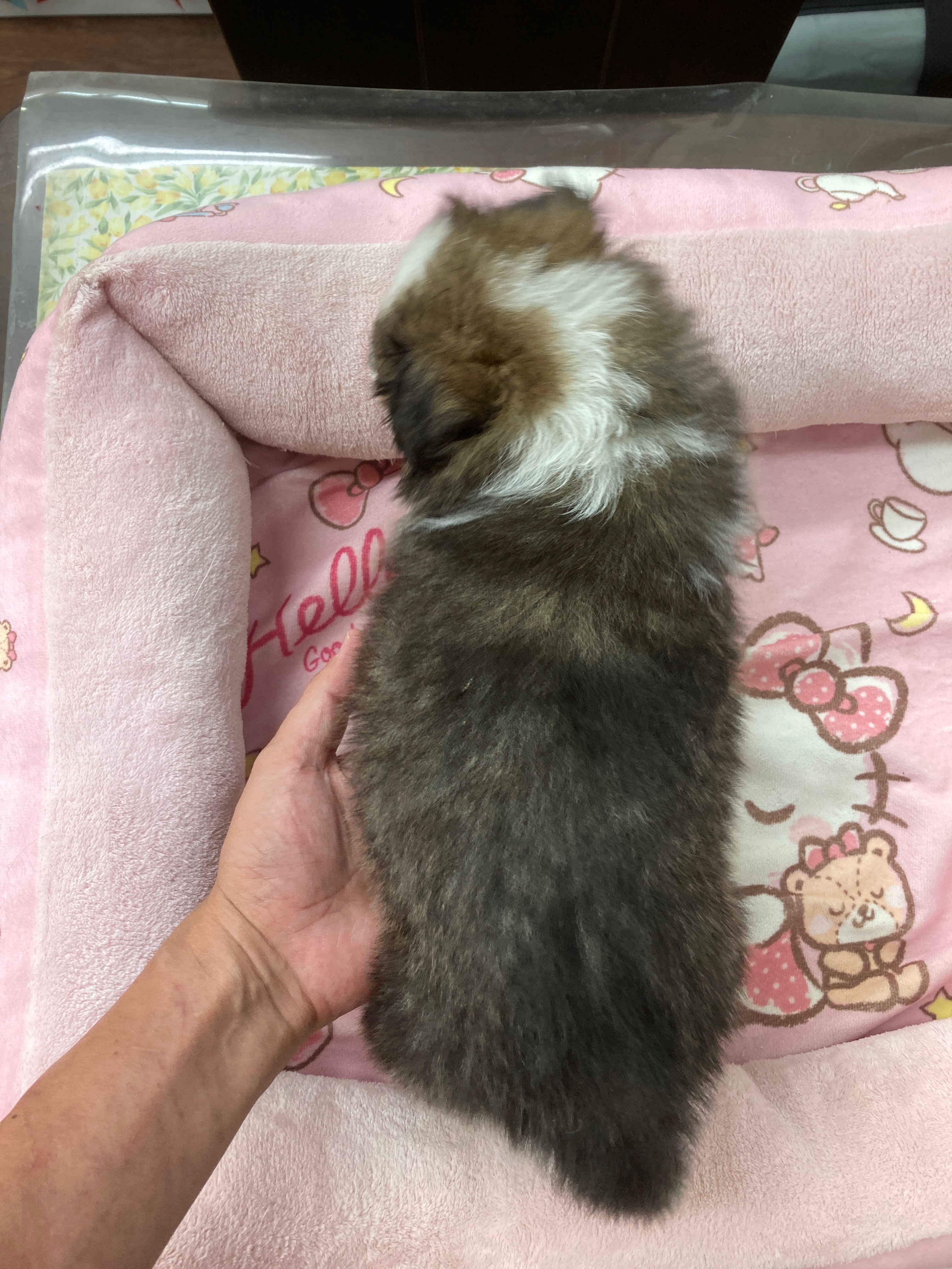 シェルティ　子犬　セーブル＆ホワイト　男の子　R5.6.2生まれ　背面画像