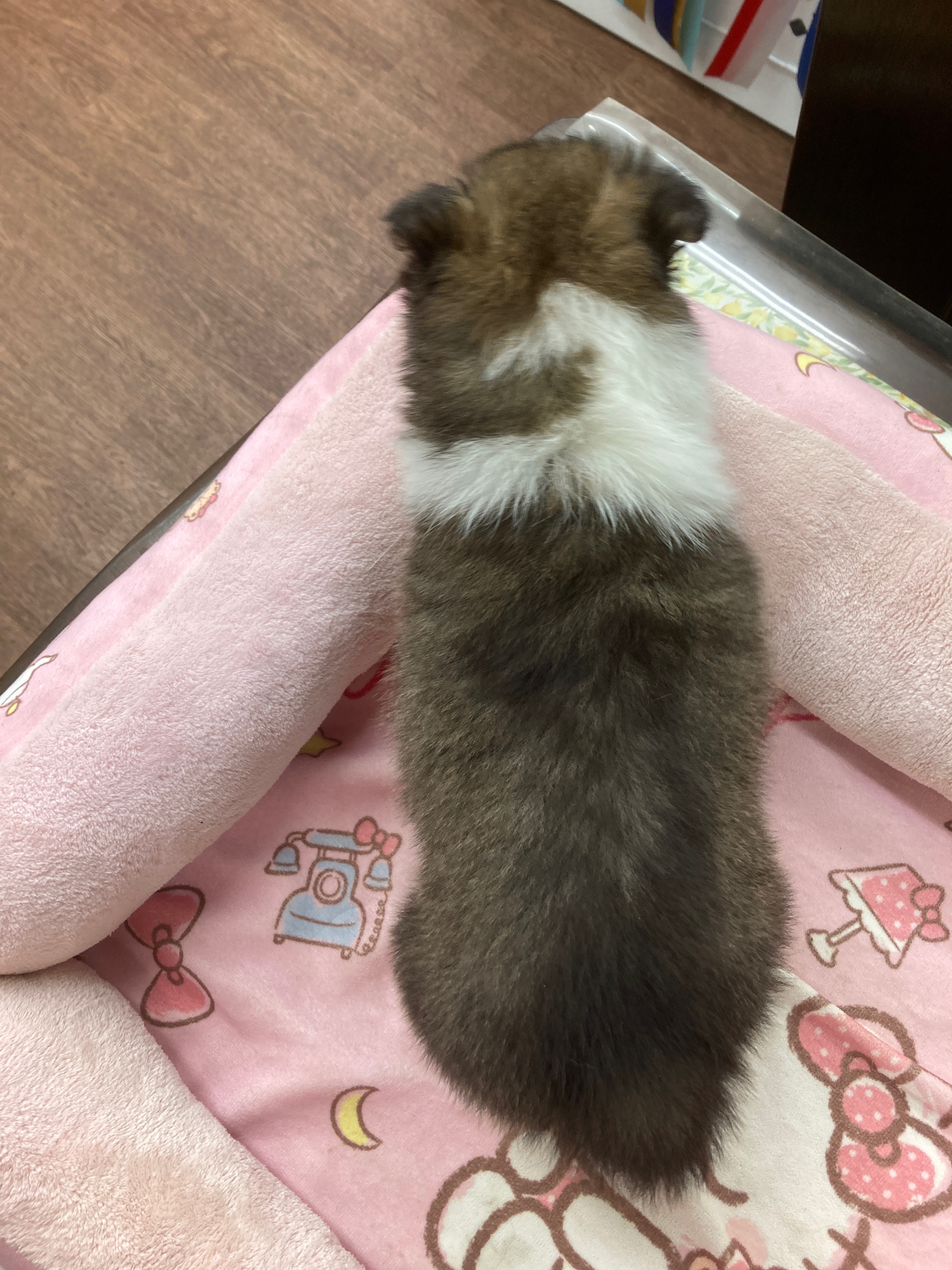 シェルティ　子犬　セーブル＆ホワイト　長女　R5.6.2生まれ　背面画像