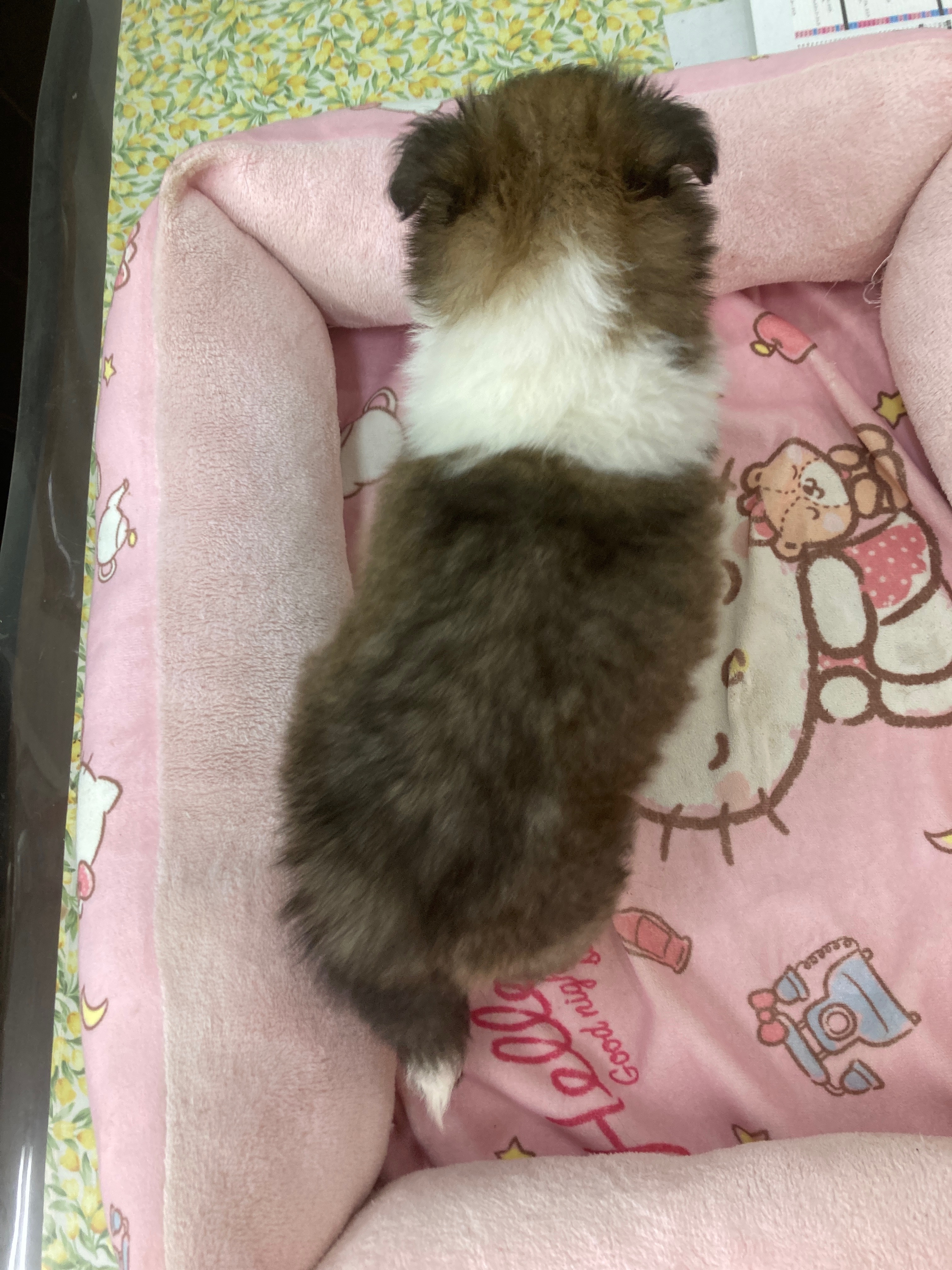 シェルティ　子犬　セーブル＆ホワイト　次女　R5.6.2生まれ　背面画像