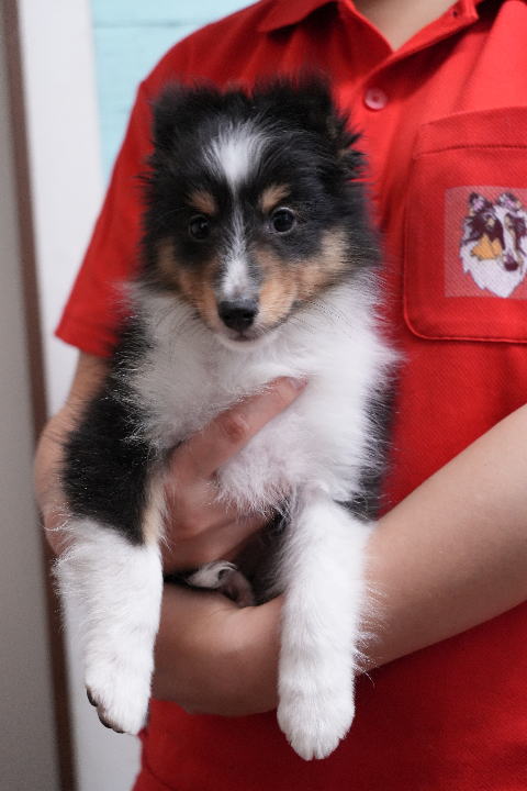 シェルティ　子犬　トライ　男の子(次男)　R5.9.8生まれ　正面画像