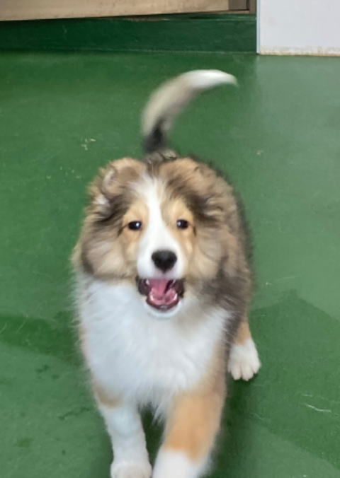 シェルティ　子犬　セーブル＆ホワイト　男の子　R5.6.2生まれ　正面画像