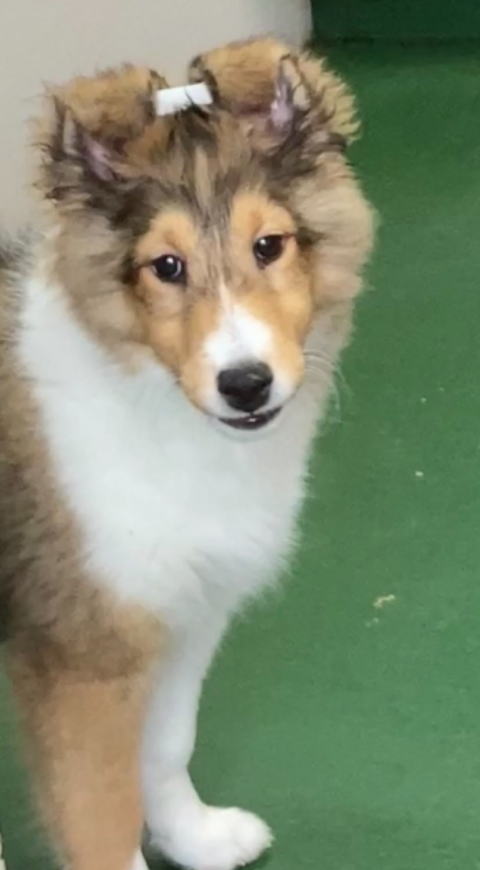 シェルティ　子犬　セーブル＆ホワイト　長女　R5.6.2生まれ　正面画像