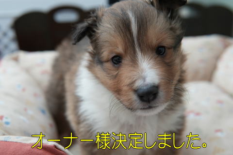 シェルティ　子犬　セーブル＆ホワイト　男の子(次男)　R5.12.7生まれ　正面画像