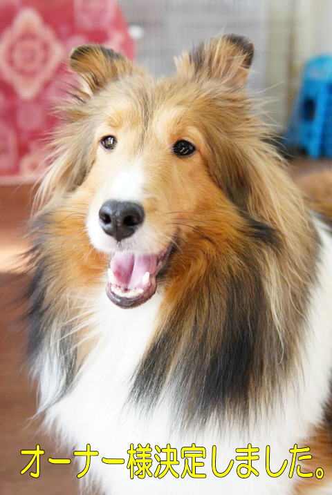 シェルティ セーブル&ホワイト 女の子 里親募集