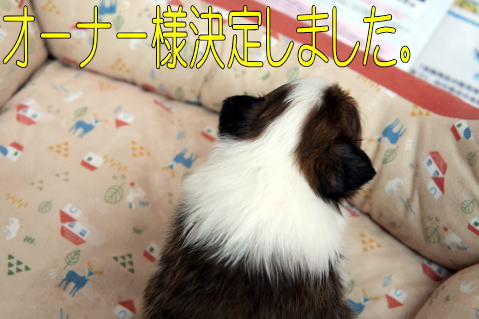 シェルティ　子犬　セーブル＆ホワイト　男の子(四男)　R5.12.14生まれ　正面画像