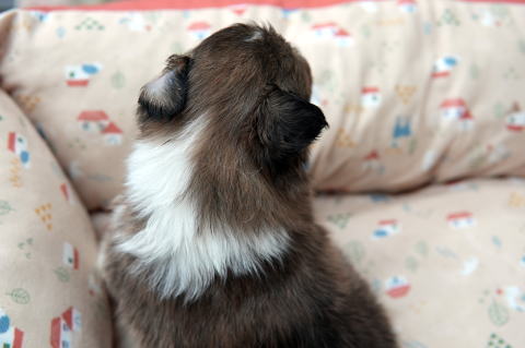シェルティ　子犬　セーブル＆ホワイト　女の子(次女)　R5.12.14生まれ　背面画像