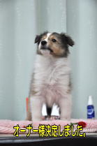 シェルティ　子犬　セーブル＆ホワイト　女の子(長女)　R5.9.8生まれ　正面画像