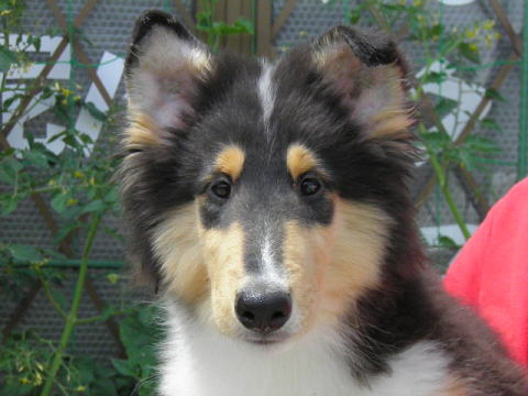 キリコ　コリー(ラフコリー)　子犬　画像　写真