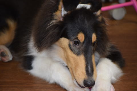 キリコ　コリー(ラフコリー)　子犬　画像　写真