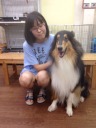 コリー　トライ　子犬　男の子