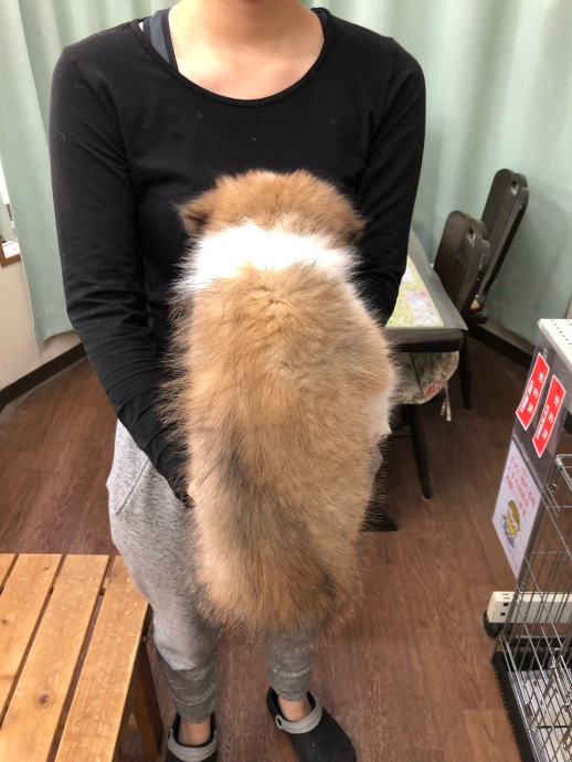 シェルティ　子犬情報　セーブル＆ホワイト　男の子①　Ｈ３０．１．１生まれ