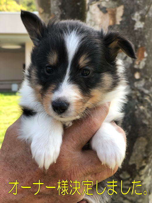 シェルティ　子犬情報　２０１８年３月６日生まれ　トライ　男の子　写真