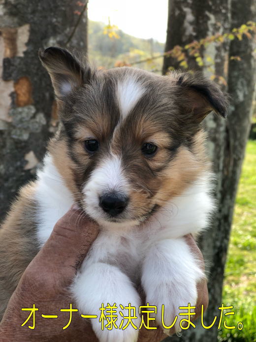 シェルティ　子犬情報　２０１８年３月６日生まれ　セーブル　女の子②　写真