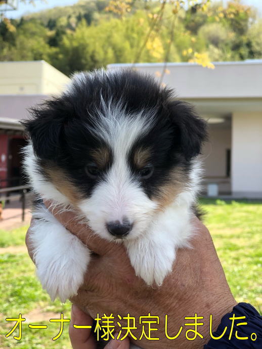 シェルティ　子犬情報　２０１８年３月６日生まれ　トライ　女の子②　写真