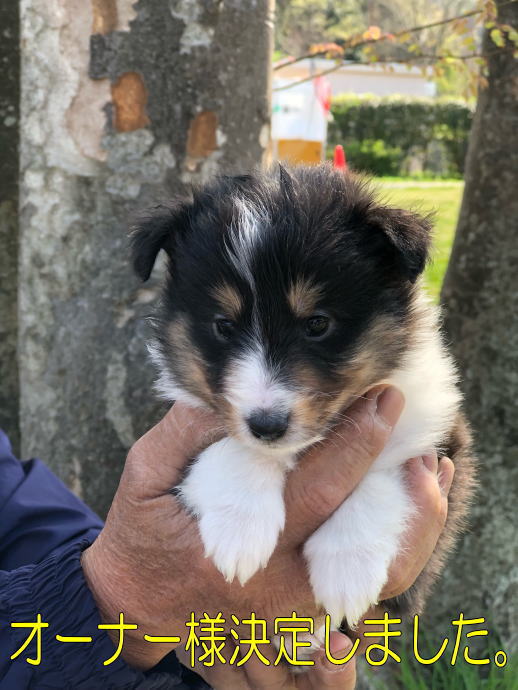 シェルティ　子犬情報　２０１８年３月６日生まれ　トライ　女の子①　写真