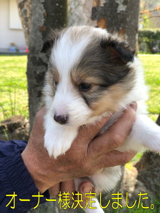 シェルティ　子犬情報　２０１８年３月６日生まれ　セーブル　女の子①　写真