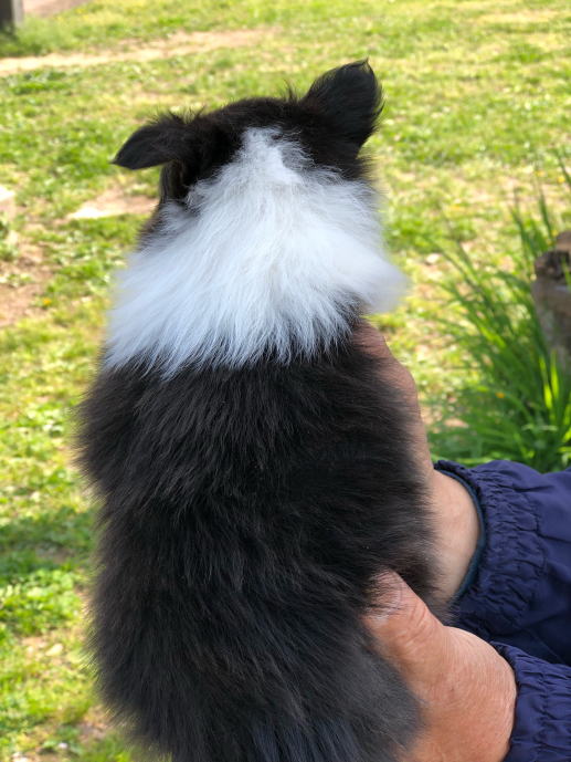 シェルティ　子犬情報　２０１８年３月６日生まれ　トライ　男の子　写真