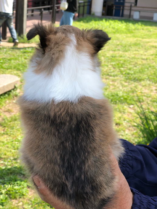 シェルティ　子犬情報　２０１８年３月６日生まれ　セーブル　女の子②　写真