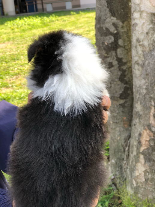 シェルティ　子犬情報　２０１８年３月６日生まれ　トライ　女の子②　写真