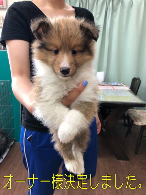 大阪 シェルティ シェットランドシープドッグ ブリーダー 子犬販売情報 ラッキーゾーン 大阪 シェルティ シェットランドシープドッグ ブリーダー 子犬販売情報 ラッキーゾーン