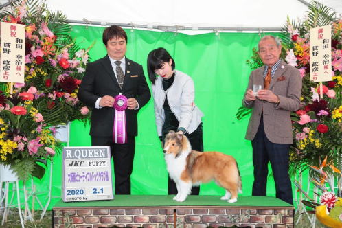 シェルティ セーブル&ホワイト ドルチェ ハンドラー 美咲 写真 画像