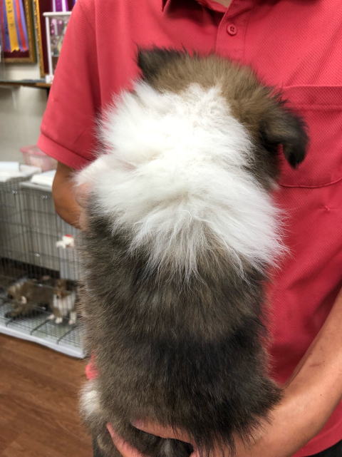 シェルティ　子犬　セーブル＆ホワイト　長男　R3.6.29生まれ　背面画像