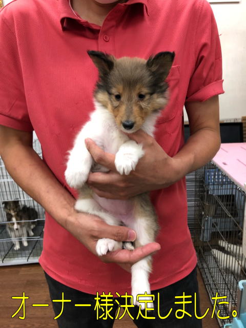 シェルティ　子犬　セーブル＆ホワイト　長女　R3.6.29生まれ　正面画像