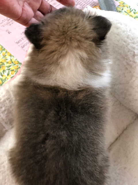 シェルティ　子犬　セーブル＆ホワイト　長男　R3.11.6生まれ　背面画像