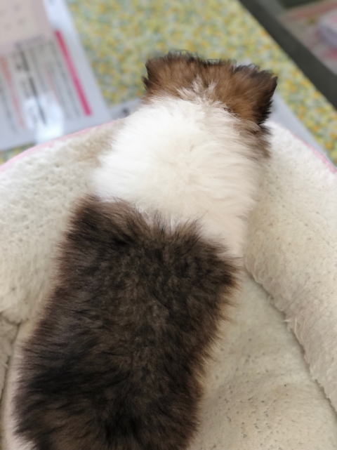 シェルティ　子犬　セーブル＆ホワイト　女の子(三女)　R3.12.2生まれ　背面画像