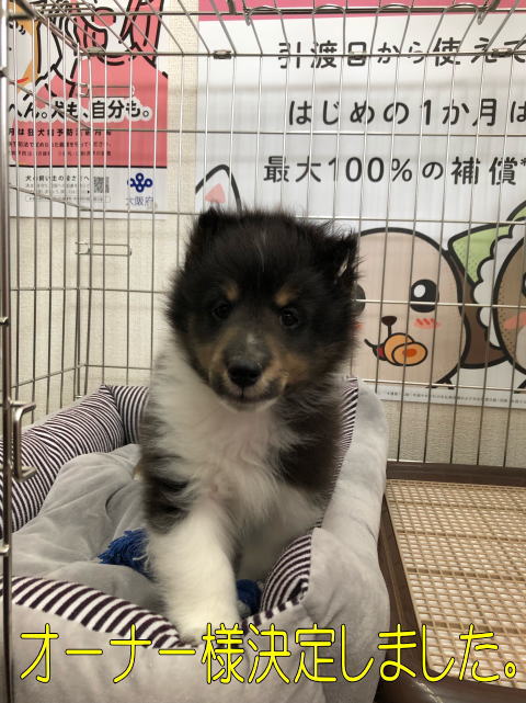 シェルティ　子犬　トライ　男の子　R4.6.8生まれ　正面画像