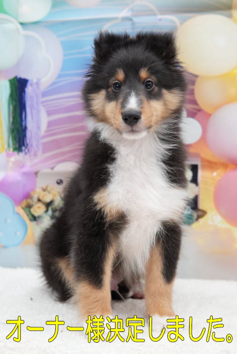 シェルティ　子犬　トライ　男の子(長男)　R6.10.27生まれ　正面画像