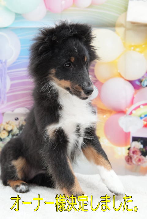 シェルティ　子犬　トライ　女の子(三女)　R6.9.24生まれ　正面画像