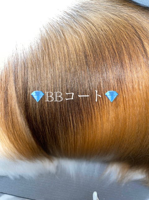 ＢＢコート©仕上がり画像　シェルティ　セーブル＆ホワイト