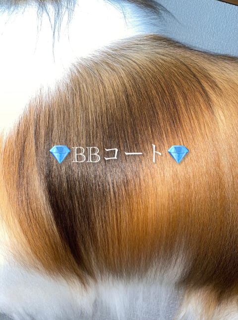 ＢＢコート©仕上がり画像　シェルティ　セーブル＆ホワイト