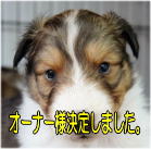 シェルティ　子犬　2026.1.2生まれ　セーブル　男の子(長男)