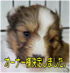 シェルティ　子犬　2026.1.2生まれ　セーブル　女の子(次女)