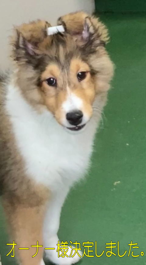 シェルティ　子犬　セーブル＆ホワイト　長女　R5.6.2生まれ　正面画像