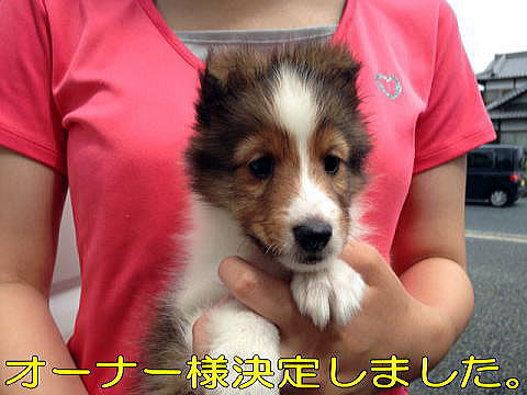VFeB@q@摜@Z[u@̎q@ChJ[