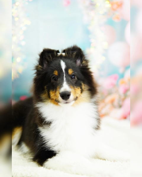 シェルティ　子犬　トライ　男の子　R7.5.5生まれ　正面画像
